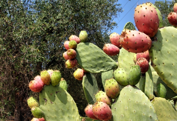 Kaktusfeige essen in fünf Schritten Kaktusfrucht Feigenkaktus Opuntie