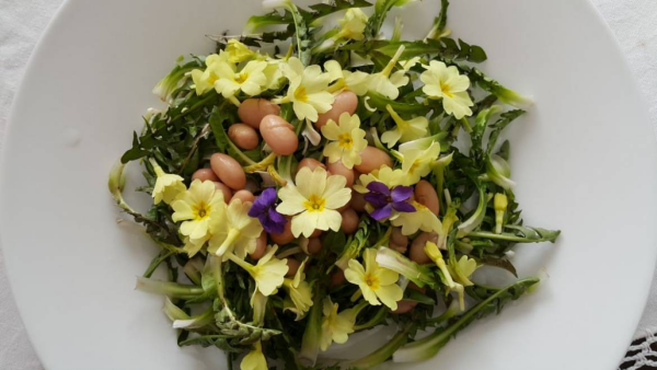 Kulinarische Löwenzahn Anwendung Frühlingssalat zu Ostern grüne Blätter Eier essbare Blüten
