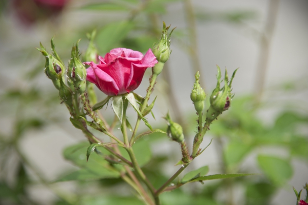Läuse an Rosen bekämpfen Hausmittel Blattläuse Garten Pflanzen