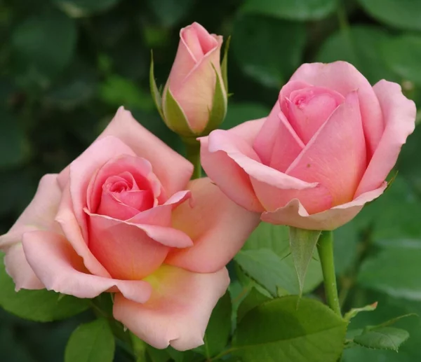 Läuse an Rosen bekämpfen Hausmittel Blattläuse Rosenstrauch Blütezeit