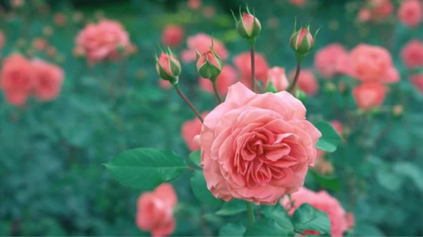 Läuse an Rosen bekämpfen Hausmittel Blütezeit