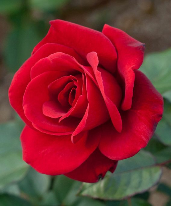 Läuse an Rosen bekämpfen Hausmittel gegen Blattläuse Rose rot