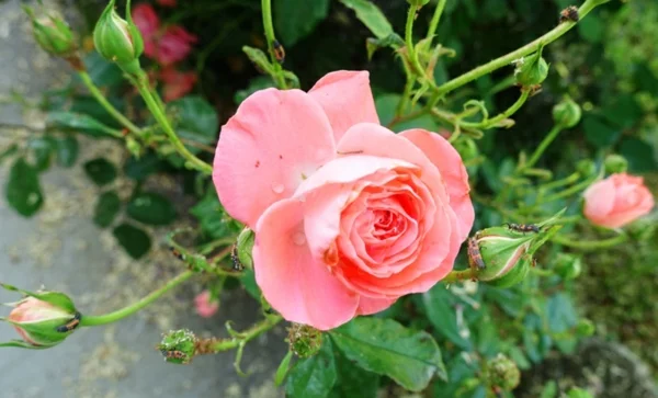 Läuse an Rosen bekämpfen Rosenknospe Hausmittel Blattläuse