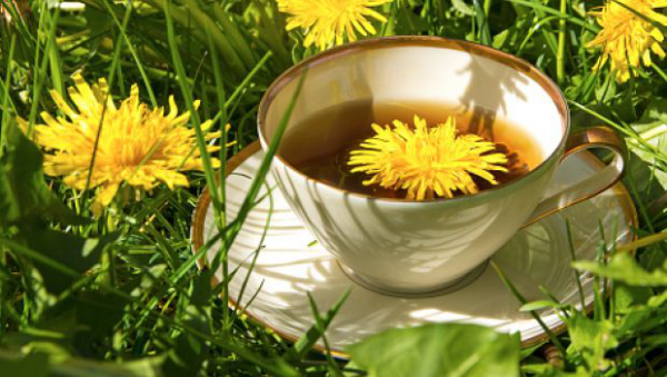 Löwenzahn Heilpflanze vielseitige Anwendung bei verschiedenen medizinischen Beschwerden Tasse Löwenzahntee im Gras gelbe Blüten