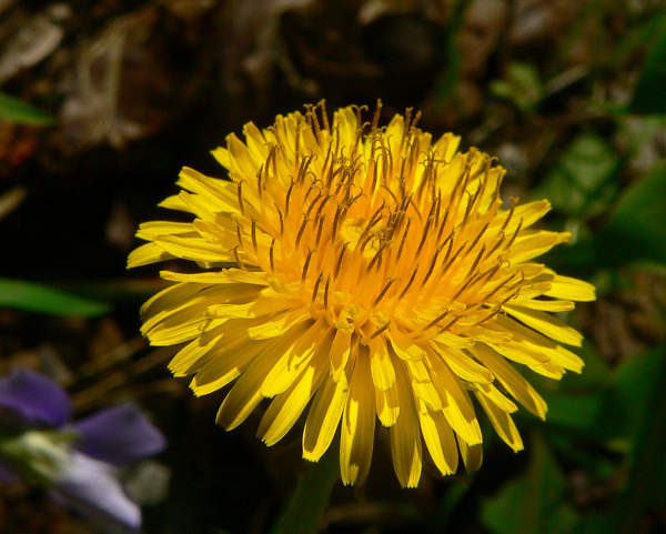Löwenzahn gut geformte sonnengelbe Blütenblätter ein kennzeichnendes Merkmal der Heilpflanze
