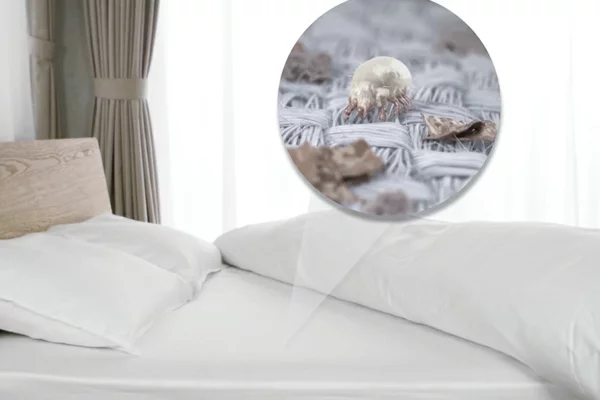 Milben im Bett Bettmilben bekämpfen Matzatze Allergien