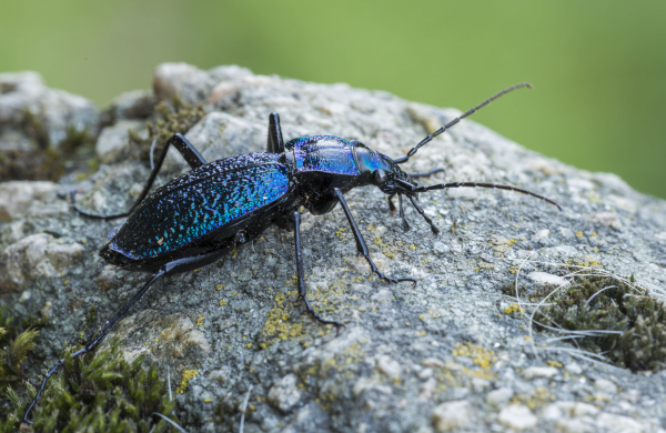 Nützlinge im Garten für eine natürliche und gesunde Gartengestaltung