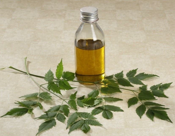 Neemöl Flasche Neembaum Blätter gesundheitliche Vorteile