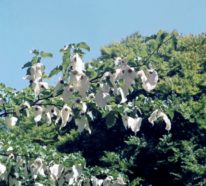 Der Taschentuchbaum – Wissenswertes, Merkmale und Geschichte