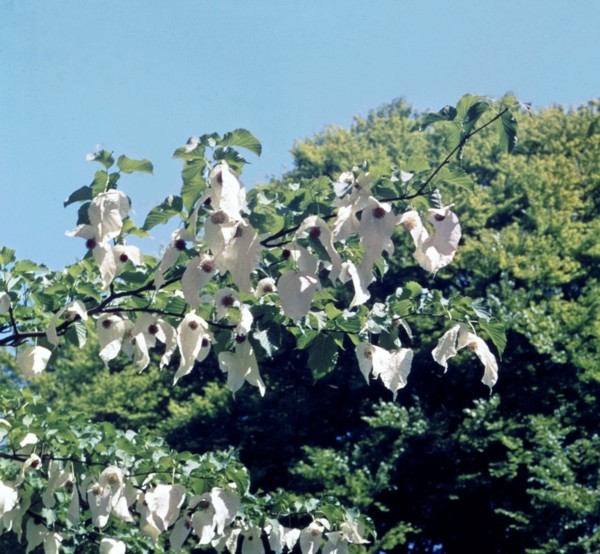 Taschentuchbaum Taubenbaum Davidia involucrata Geschichte und Pflege