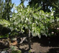 Der Taschentuchbaum – Wissenswertes, Merkmale und Geschichte