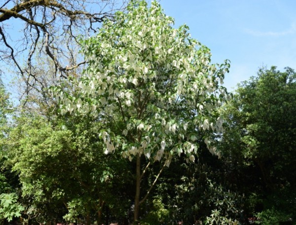 Taschentuchbaum Taubenbaum Davidia involucrata