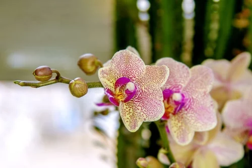 Tischdeko mit Orchideen edle Tischdekoration Orchideenblüten
