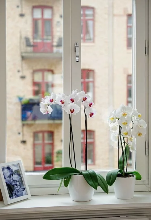 Tischdeko mit Orchideen festliche Hausdekoration am Fensterbrett