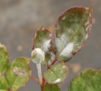 Was hilft bei Mehltau an Rosen? – 8 Mittel gegen Mehltau an Pflanzen