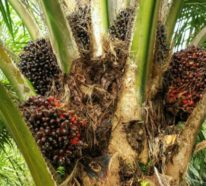 Ist Palmöl gesund und was Sie dabei beachten sollten?