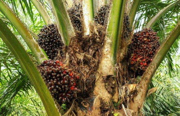 nachhaltiges palmöl gesund