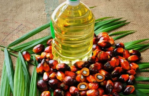 palmöl gesund oder nicht