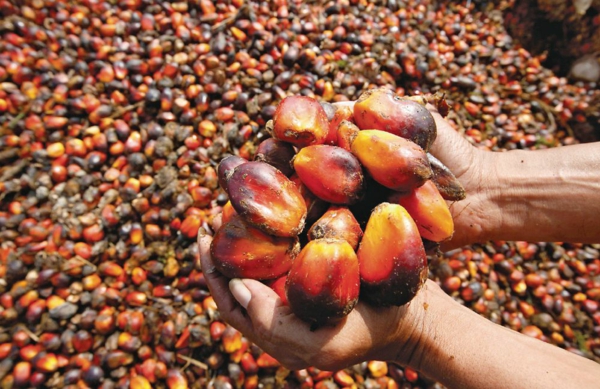 palmöl gesund produktion