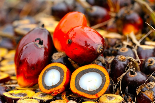palmöl gesund regenwald schonen