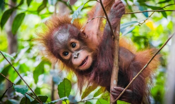 regenwald retten palmöl vermeiden