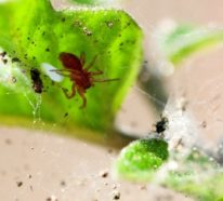 Wie kann man Spinnmilben bekämpfen? – einige nützliche Tipps und Tricks