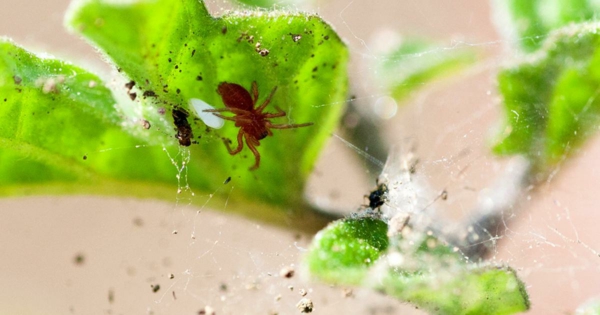 wie kann man Spinnmilben bekämpfen Tipps und Ideen