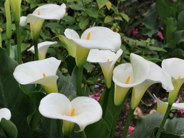 Calla Blume Gartenpflanze Pflege