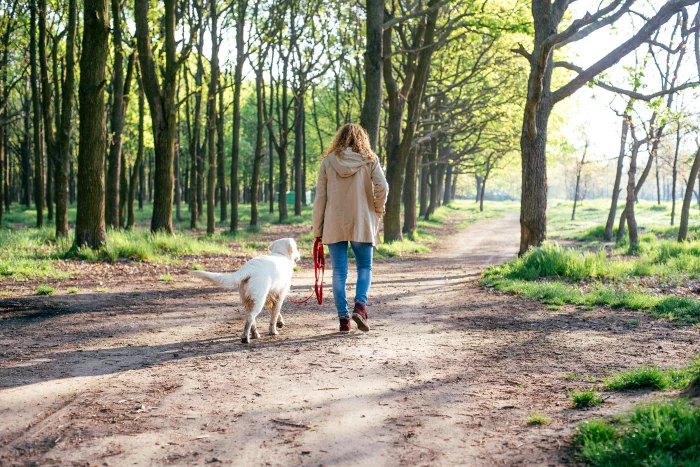 Corona-Krise und Hunde junge Frau Hund langen Spaziergang im Wald machen