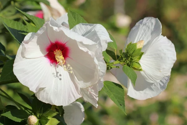 Hibiskus schneiden Gartenhibiskus Blüten Pflege zarte weiße Blüten draußen bewundern 