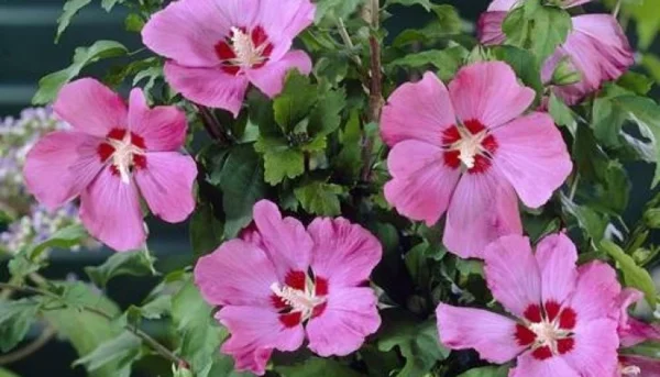 Hibiskus schneiden Gartenhibiskus wichtige Pflegetipps schöne lila Blüten 