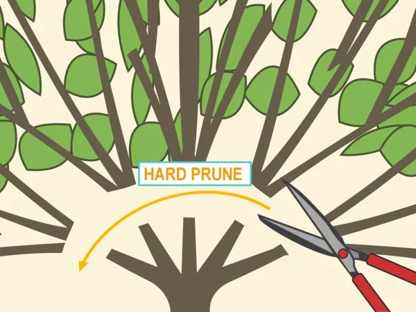 Hibiskus schneiden Gartenhibiskus 1/3 von den Stängeln zurückschneiden starker Rückschnittt