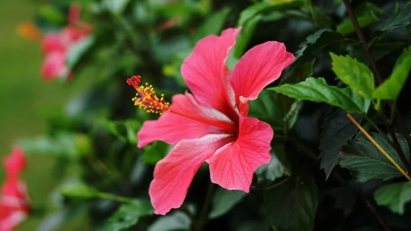 Hibiskus schneiden chinesische Rose Gartenpflanzen nötige Pflege wunderschöne rosa Blüte 