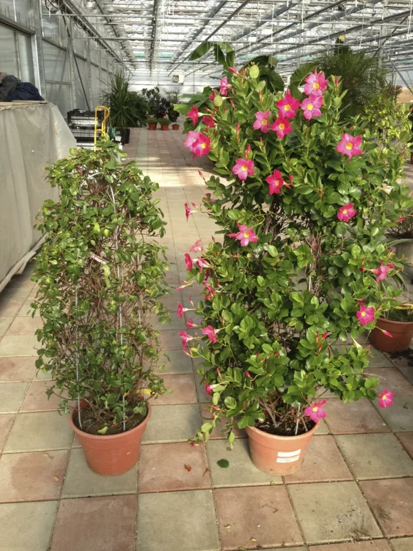 Hibiskus im Topf pflegen schneiden blühende Topfpflanzen im Gartencenter