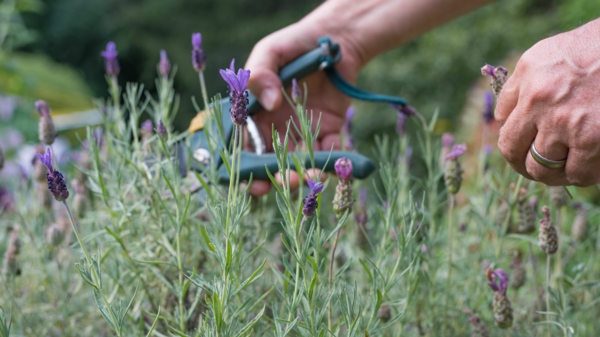 Lavendel Schneiden Was Muss Man Daruber Wissen