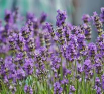 Lavendel schneiden: Was muss man darüber wissen?