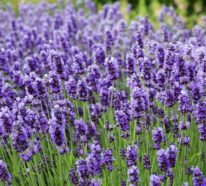 Lavendel schneiden: Was muss man darüber wissen?