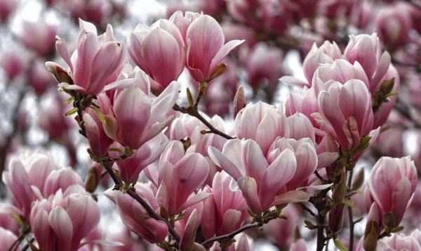 Magnolie düngen Frühling Tipps