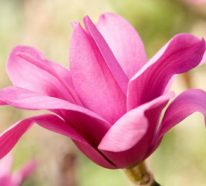 Magnolie düngen: So wird Ihr Magnolienbaum prächtig im Frühling blühen