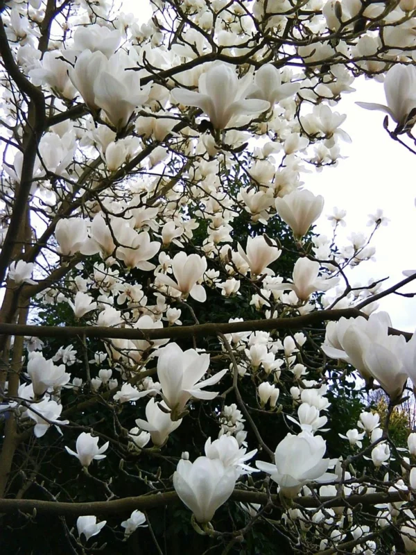 Magnolie düngen Frühling weiße Blüten