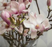 Magnolie düngen: So wird Ihr Magnolienbaum prächtig im Frühling blühen