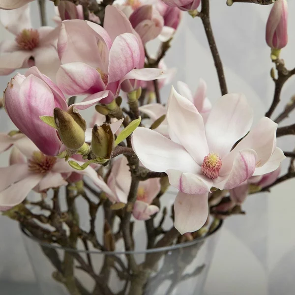 Magnolie düngen Magnolienblüten Vase