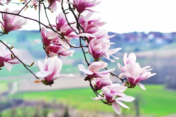 Magnolie düngen schöne Blüten natürlicher Dünger