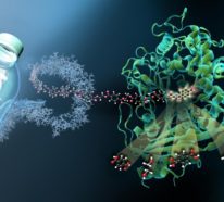 Mutiertes bakterielles Enzym zersetzt Plastikflaschen in Stunden