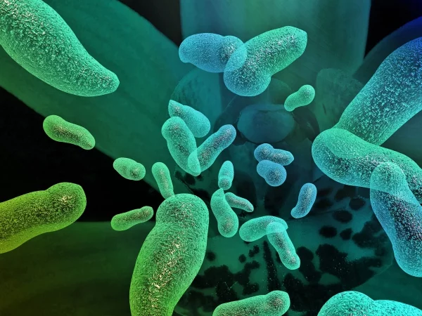 Mutiertes bakterielles Enzym zersetzt Plastikflaschen in Stunden bakterie unter mikroskop grafik