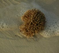 Naturschwamm aus dem Meer: Kennen Sie die Vorteile natürlicher Meeresschwämme?