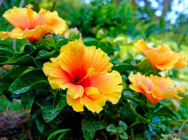 Gartenhibiskus gelb-orange Blüten Schönheit aus der Natur 