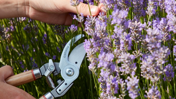 Lavendel Schneiden Was Muss Man Daruber Wissen