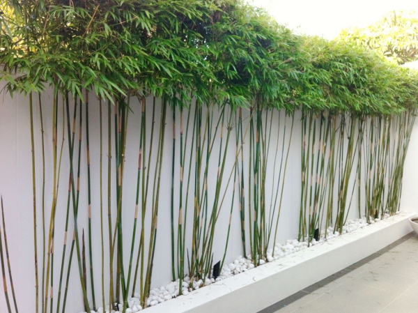 bambus im kübel zaun ideen