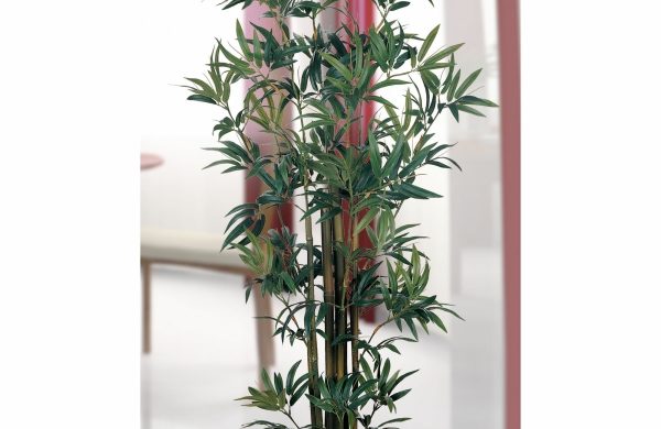 Bambus im Kübel - wann und wie macht das eigentlich Sinn?